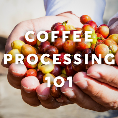Coffee Processing 101